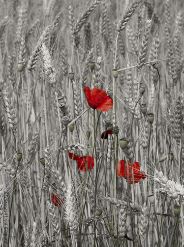 Coquelicots et champ de blé