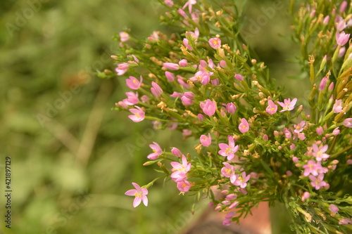 Common Centaury Flowers.Common Centaury - Centaurium erythraea. photo