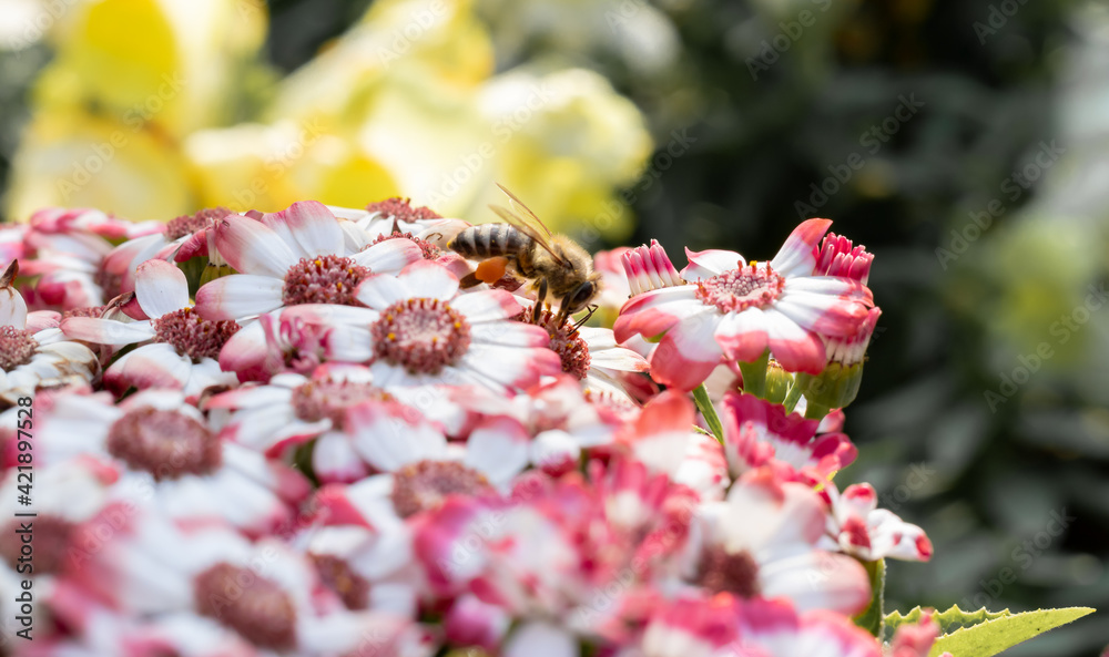 nice view of a honey bee collecting pollen at red flower with blurry background nice view of a honey bee collecting pollen at red flower with blurry background
