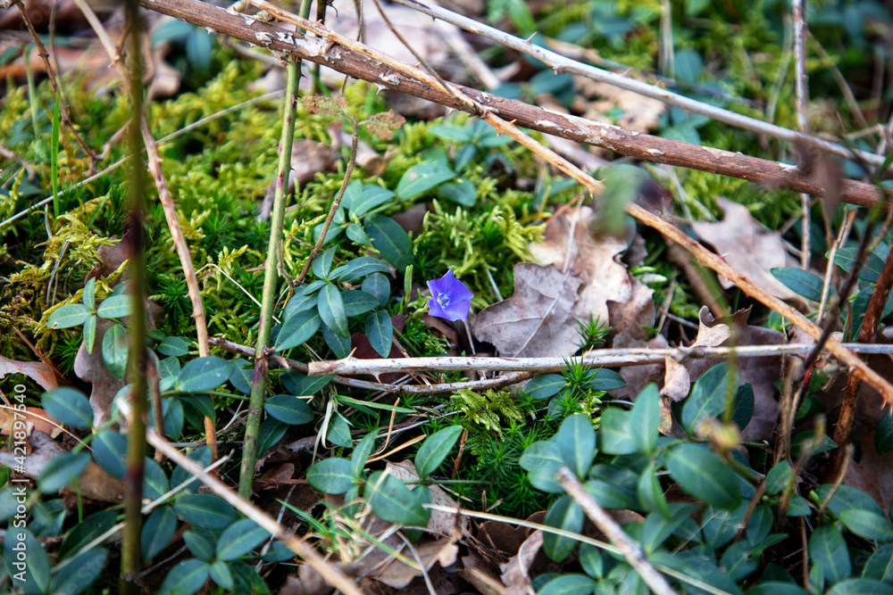 Münster-Wasserschutzgebiet-Hohe-Ward-Waldblume Münster-Wasserschutzgebiet-Hohe-Ward-Waldblume