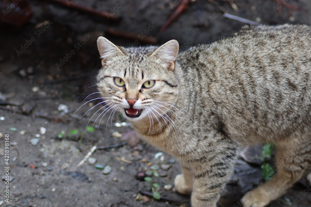 portrait of a cat