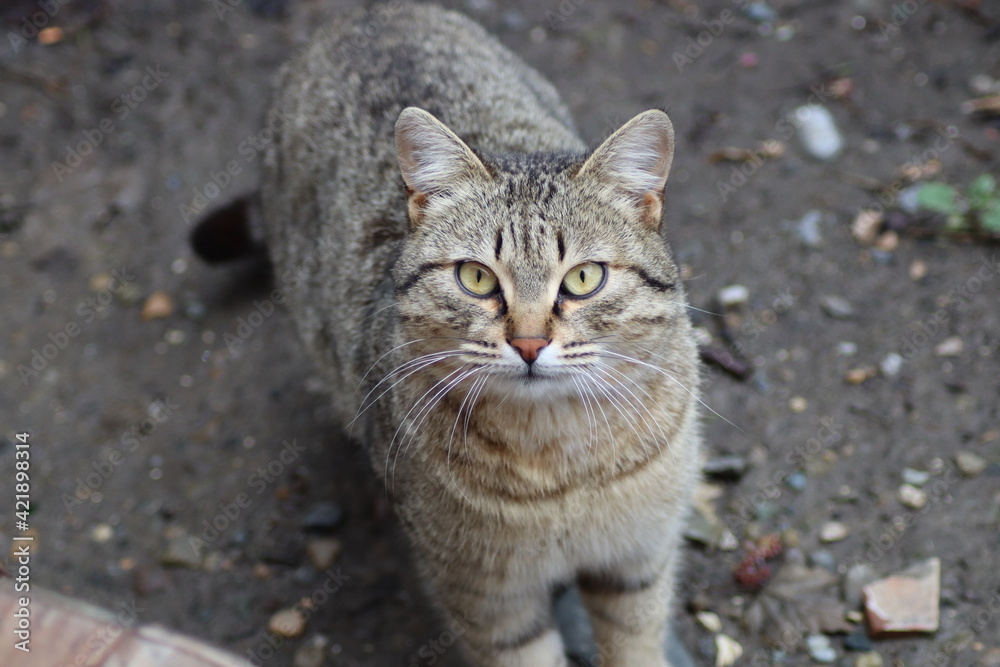 portrait of a cat portrait of a cat