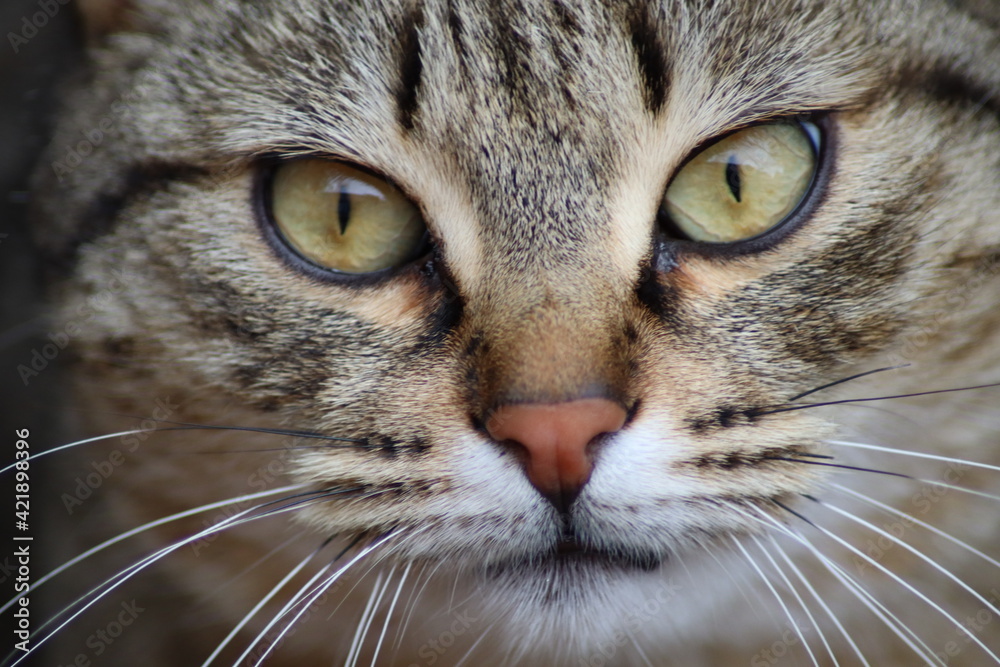 portrait of a cat portrait of a cat