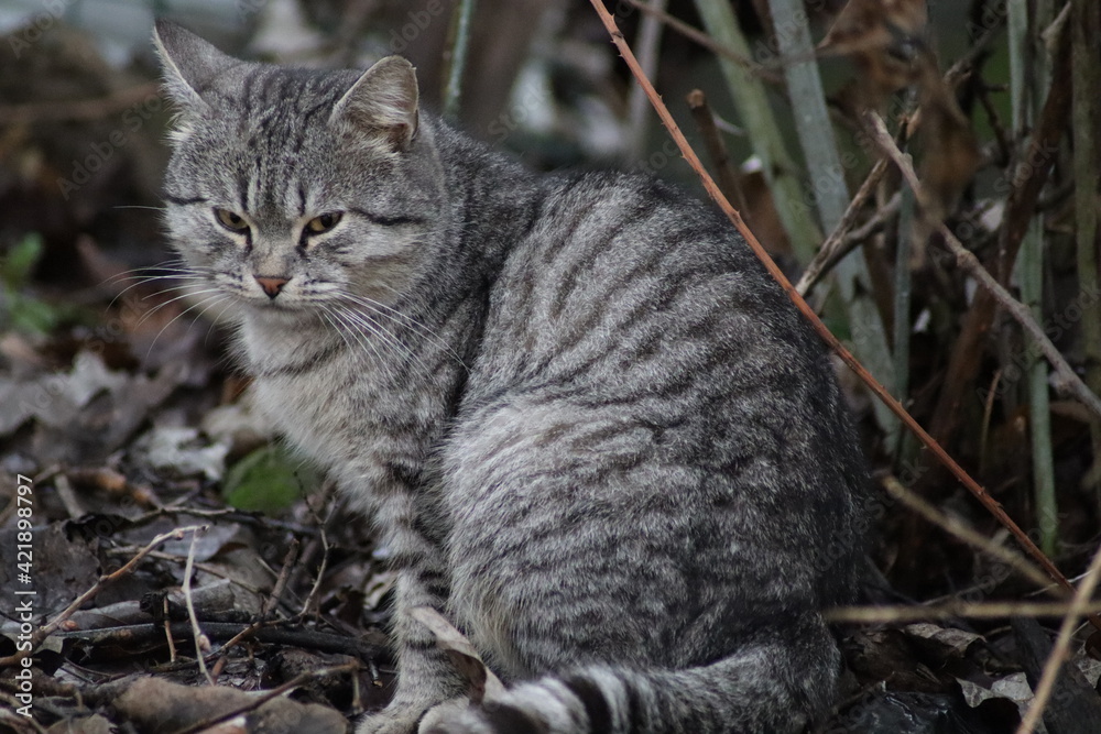 portrait of a cat