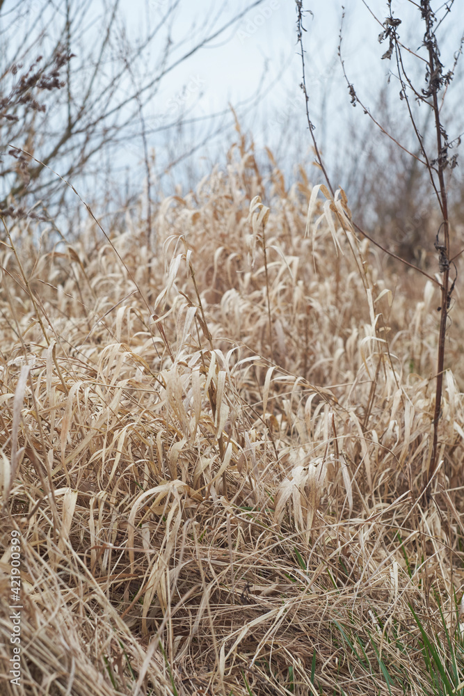 Fototapeta premium Wild field in early spring