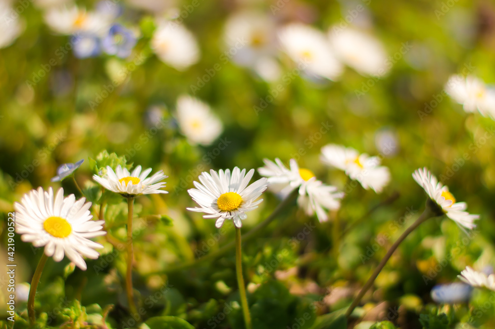 Field white daisies in spring sunlight.Flowering.Blooming chamomile. Field white daisies in spring sunlight.Flowering.Blooming chamomile.