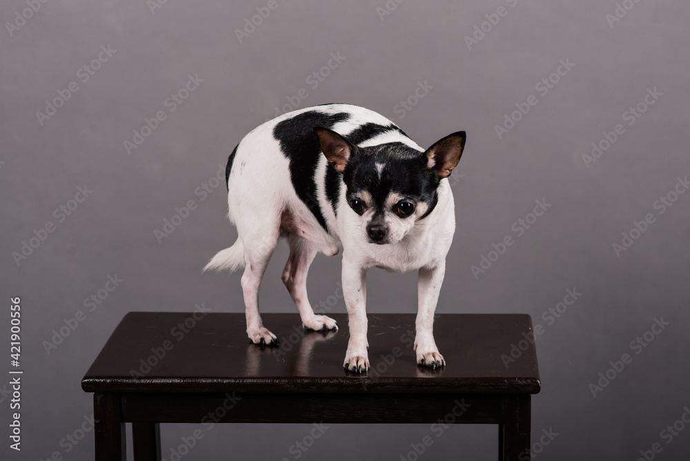 Chihuahua, one or two years old, standing in front of grey background