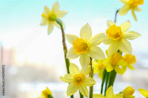 First spring yellow blooming flowers narcissus close up with copy space