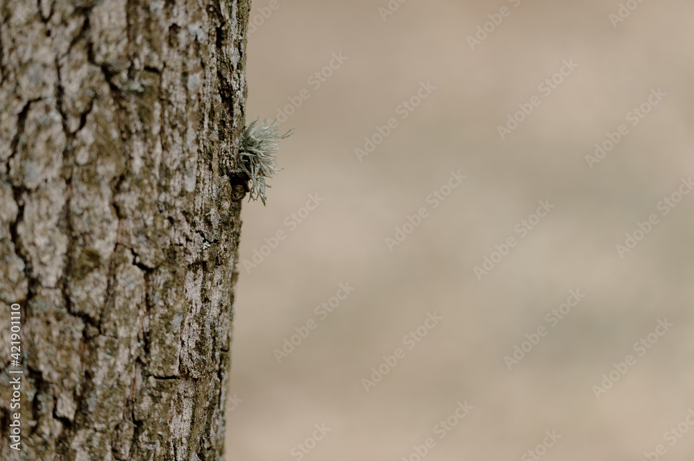 Natural weeds growing on a tree. Natural forest growth process. Weed on the bark of a tree Natural weeds growing on a tree. Natural forest growth process. Weed on the bark of a tree