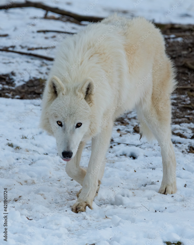 Obraz premium wolf, weiß, tier, hund, schnee, winter, arctic, wild, säugetier, natur, wild lebende