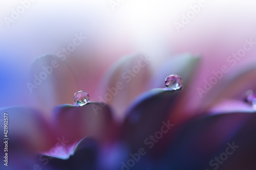 Beautiful macro shot of magic flowers.Border art design. Magic light.Extreme close up macro photography.Conceptual abstract image.Violet and Pink Background.Fantasy Art.Creative Wallpaper.Water drop.