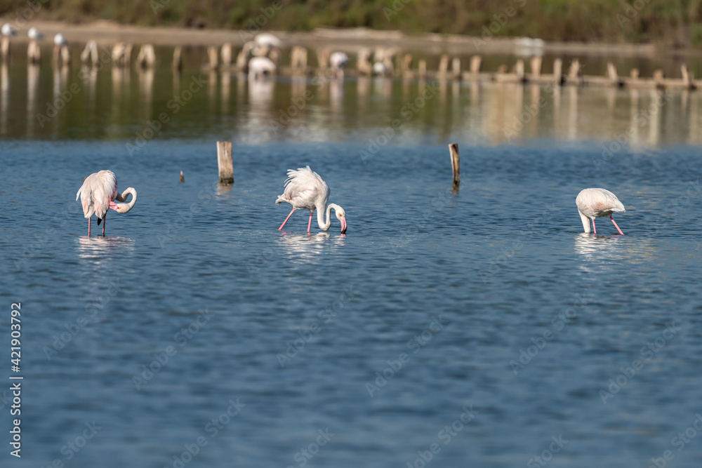 Naklejka premium Pink Flamingo on the salt lake in an early winter morning, Atlit, Israel. 