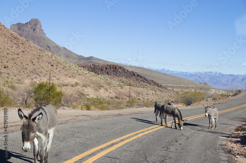 Oatman Arizona burros on the road.