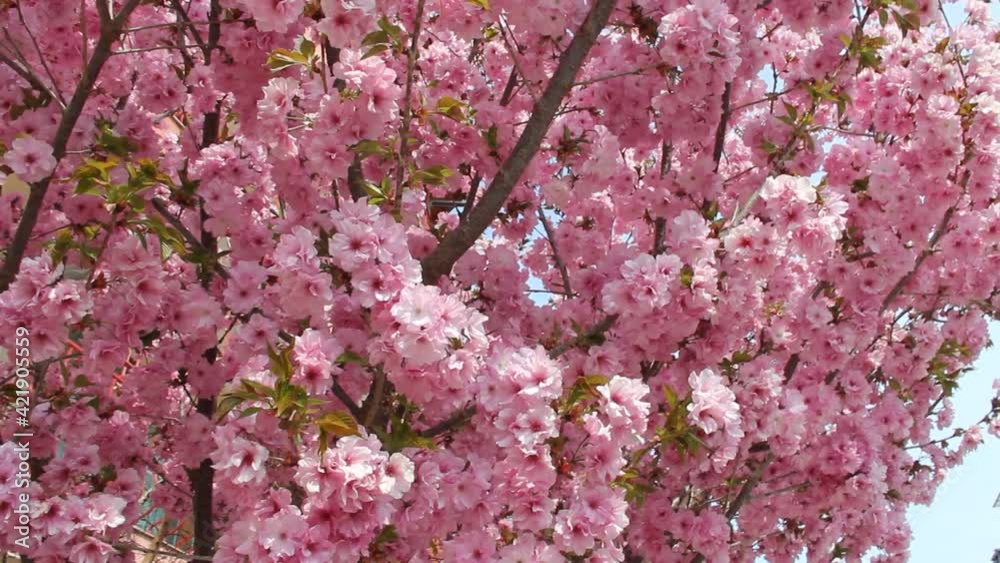 Japanese cherry blossom, or sakura, on light blue-sky background. Beautiful pink flowers on long dark brown branches of a tree with a few green leaves. Some sunlit petals are warm shades of white. Japanese cherry blossom, or sakura, on light blue-sky background. Beautiful pink flowers on long dark brown branches of a tree with a few green leaves. Some sunlit petals are warm shades of white.