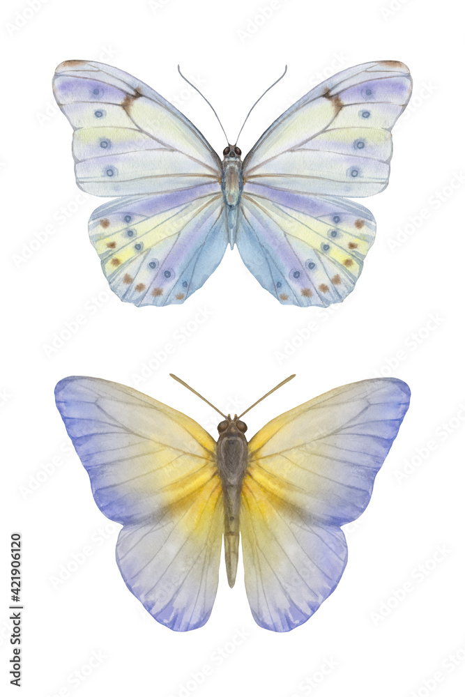 Two delicate watercolor butterflies on a white background. Butterflies are painted with watercolor isolate. Two delicate watercolor butterflies on a white background. Butterflies are painted with watercolor isolate.