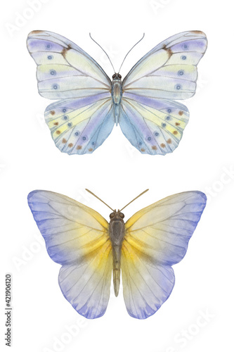 Two delicate watercolor butterflies on a white background. Butterflies are painted with watercolor isolate.