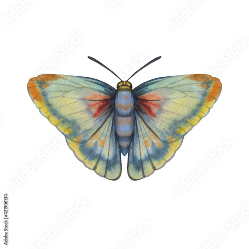 Watercolor painted butterfly isolated on white background. One element for design. bright color