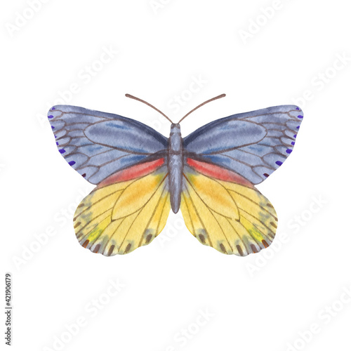 Watercolor painted butterfly isolated on white background. One element for design. Blue and orange.