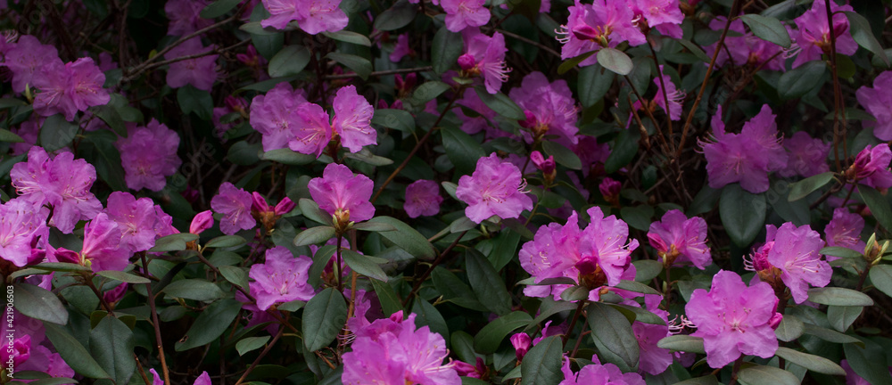 Full frame background showing pink purple rhododendron flowers in spring