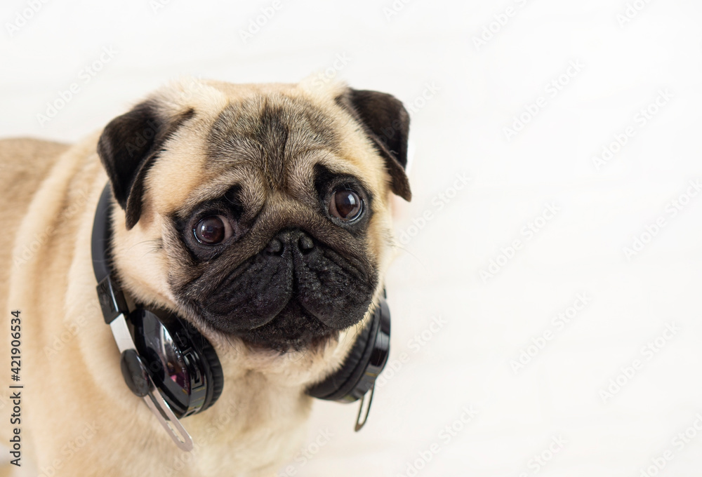  Dog pug with headphones .  Horizontal portrait  With copy space .Music lover concept .
