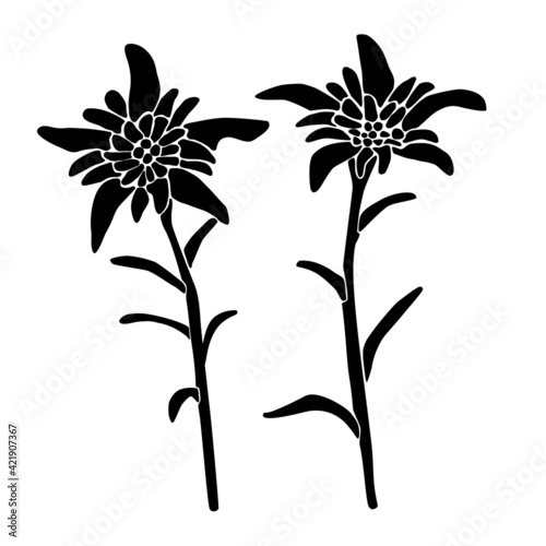 Handgemaltes Edelweiss in schwarz und weiß. Verwendbar für Poster, Grusskarten oder Logos. Veränderbare Vektordatei, veränderbar und anpassbar nach belieben.