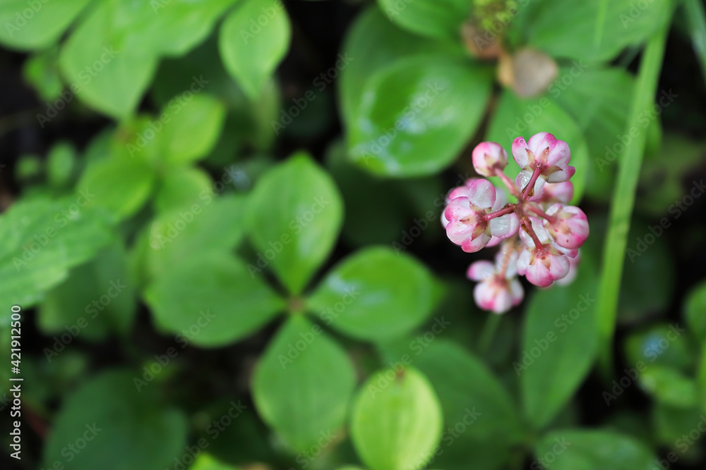 Obraz premium Looking down a pink wintergreen flower stem