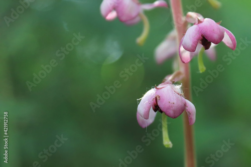 macro of delicate flowers on a pink wintergreen plant photo