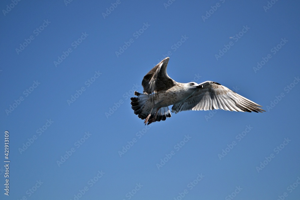 Obraz premium pelican in flight