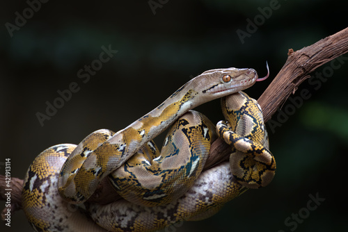 Reticulated python coiled around a tree branch, Indonesia photo