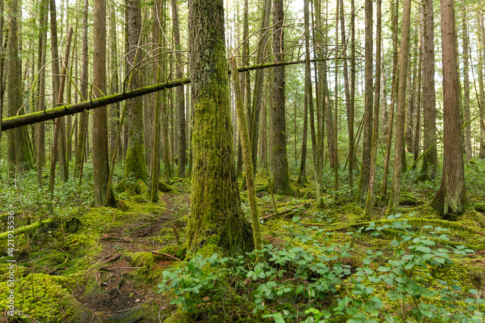Mossy forest trail on Cortes Island BC