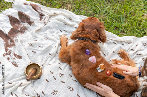 A Cavalier spaniel with crystals for healing