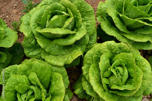organic lettuce