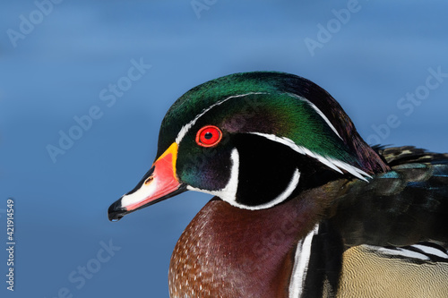 Wood Duck Drake Closeup Portrait on Blue Background