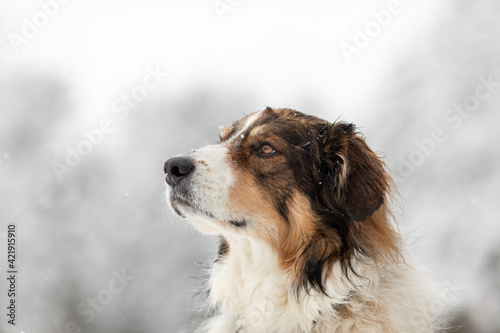 An English Shepherd profile in winter