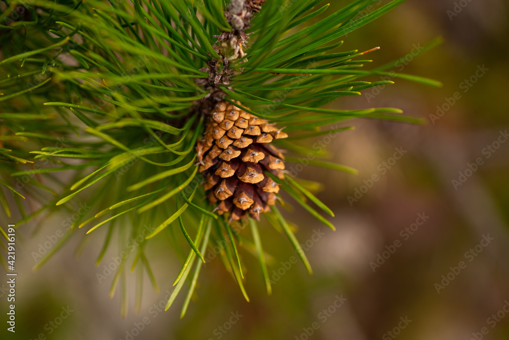 Young pine cone on a branch Young pine cone on a branch