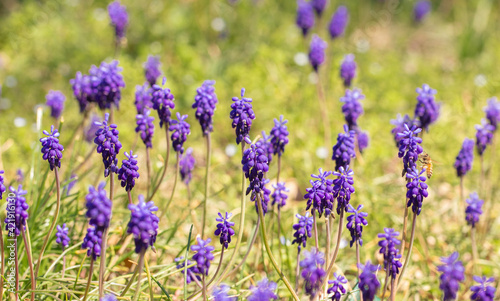 Bee on a Bluebonnets in a Field © pamela_d_mcadams