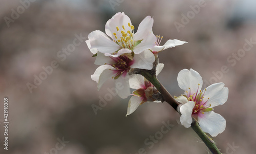 spring flowers in safranbolu. Karabuk, Turkey