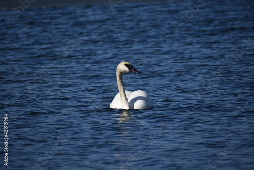Trumpeter swan on a Minnesota lake