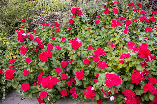 Beautiful flowers, floral arrangement, gardens, and wild berries located around town