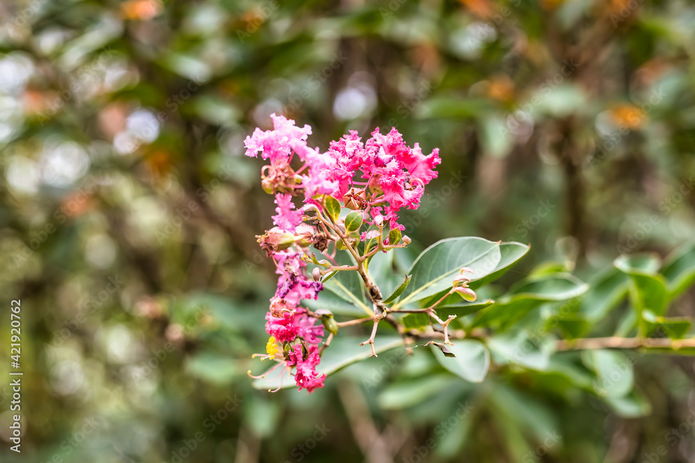 Beautiful flowers, floral arrangement, gardens, and wild berries located around town Beautiful flowers, floral arrangement, gardens, and wild berries located around town