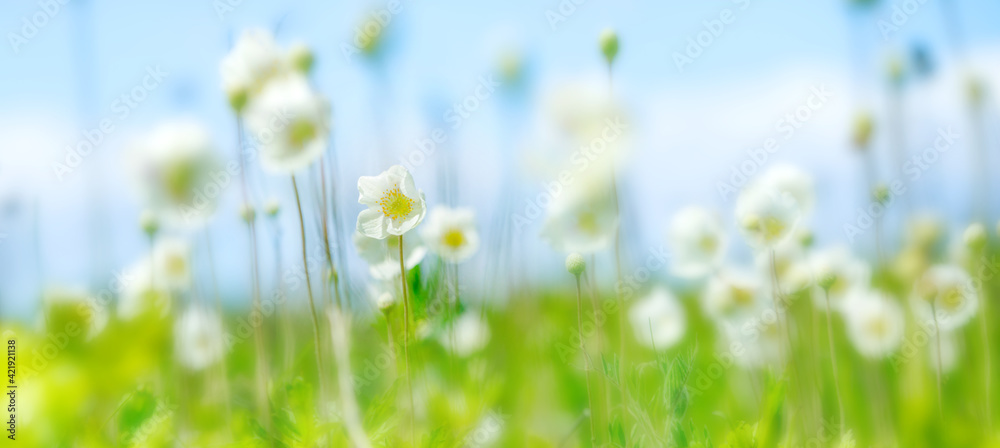 Fototapeta premium Anemonoides nemorosa, wood anemone, windflower, thimbleweed, and smell fox in meadow against sky. flower in bloom, springtime flowering bunch of wild plants. Soft focus.