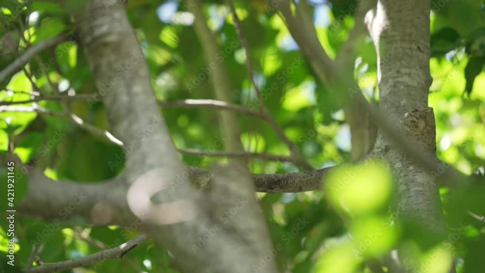 This video shows an exotic bird grabbing blade of grass to build a nest.