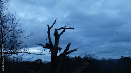 Baumsilhouette in der Abenddämmerung