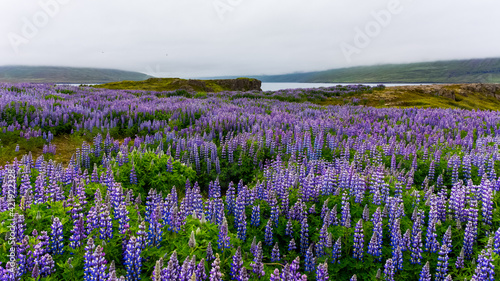 a field of Lupine in Skalanes, near Seydisfjordur, Iceland during a cloudy summer day