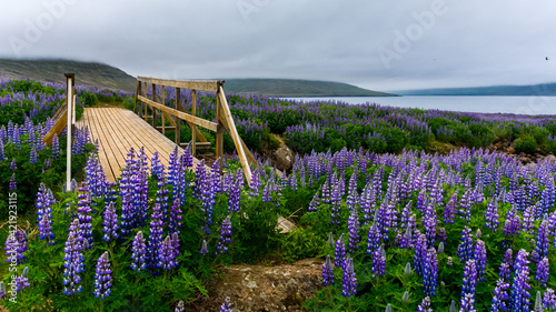 wooden bridge in a field of Lupinus in Skalanes, near Seydisfjordur, Iceland during a cloudy summer day