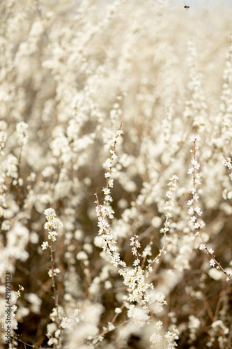 Fielding white flowers blooming in a field. Background flowering, selective focus © volody10
