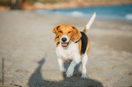 Beagle jugando en la playa en un día soleado © FRAN VARGAS