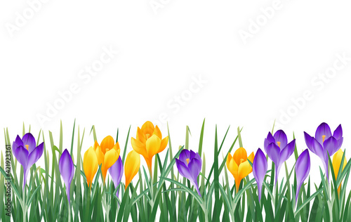 Banner mit Frühlingsblumen, gelbe und lila Krokusse,
Vektor Illustration isoliert auf weißem Hintergrund 

