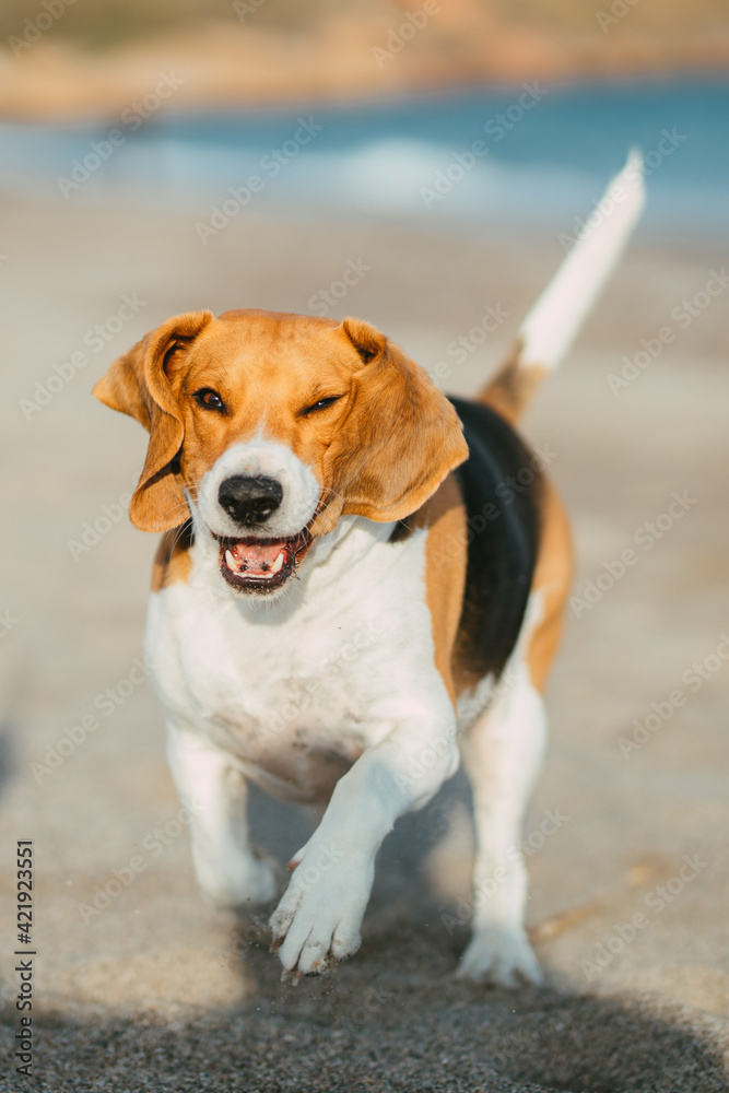 Beautiful beagle playing on the beach