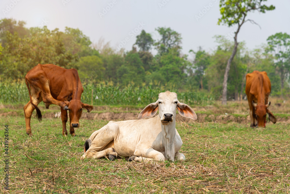 Young cow  lying on the green grass, Thai baby ox resting in farmland, Livestock in the countryside of Thailand.